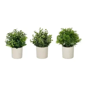 Planta Hojas Maceta Cemento Surt